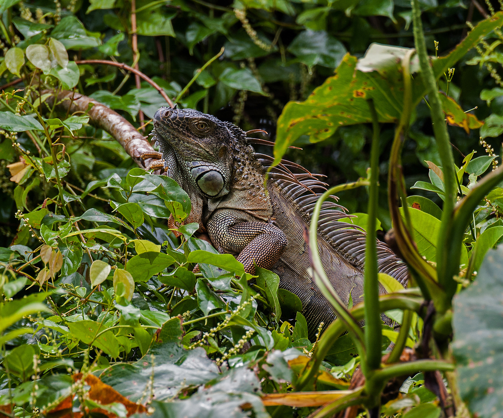 Costa Rica Green Iguana